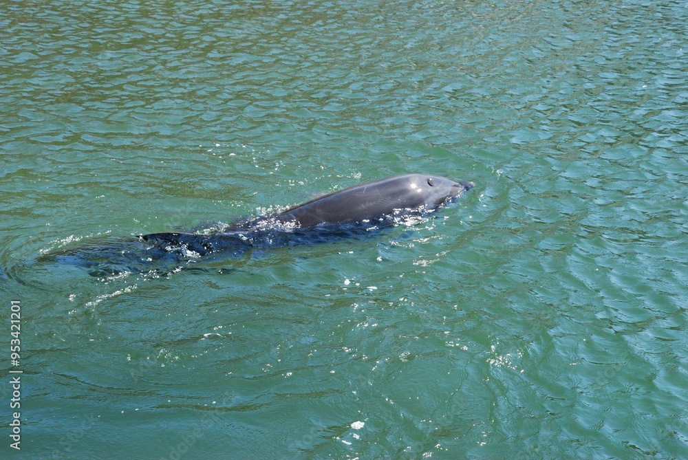 Obraz premium 水族館のイルカとクジラ