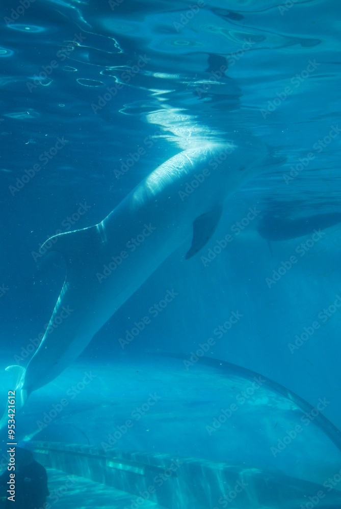 Naklejka premium 水族館のイルカとクジラ