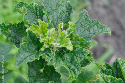 Diseases of black currant. Powdery mildew is a fungal disease caused by the fungus Erysiphales. Disease during periods of heavy rain