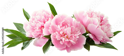 Fototapeta Naklejka Na Ścianę i Meble -  Fresh pink peony flowers with green leaves, cut out