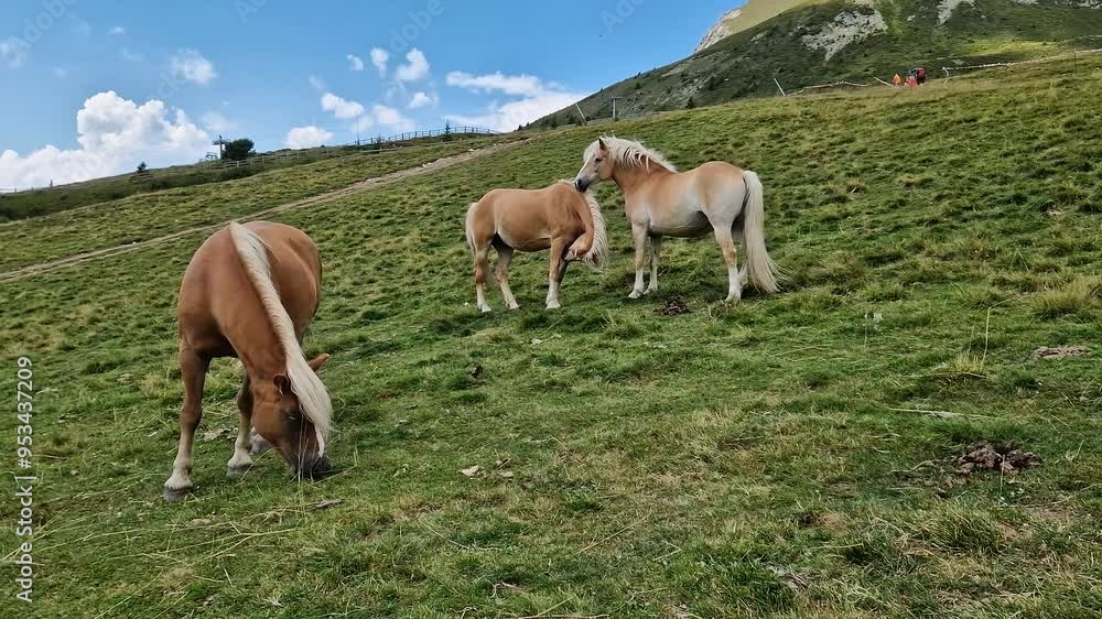 Avelignese Haflinger Horse grazing on a high mountain meadow
