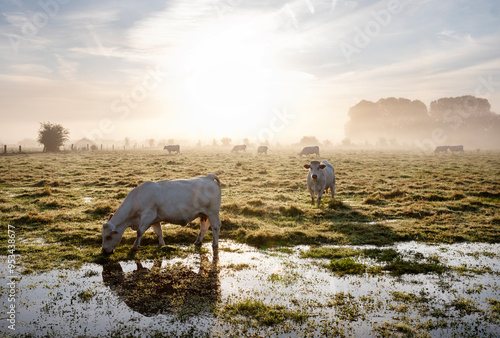 cows during sunrise on misty morning in valley of river Aisne near Charleville mezieres in champagne ardenne