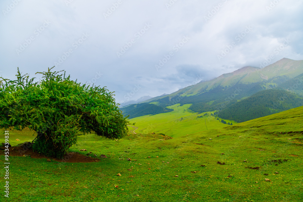 Obraz premium tree or bush with red berries in Tian-Shan mountains at rainy summer day