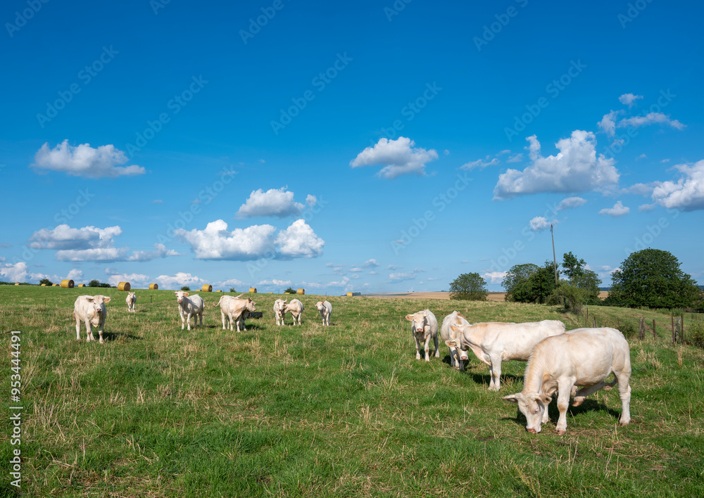 Obraz premium white cows in meadow under blue sky with clouds in champagne-ardenne