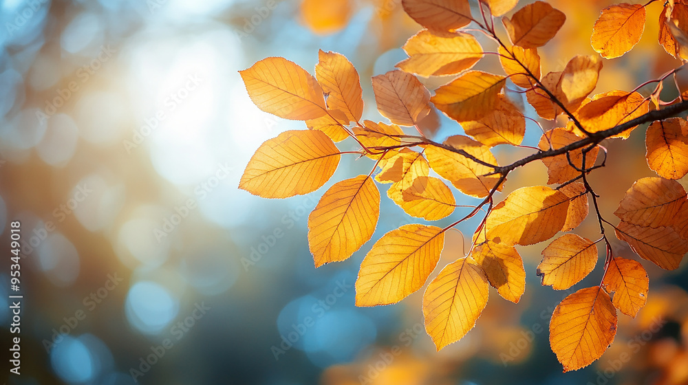close up autumn leaves with sun light close up autumn leaves with sun light