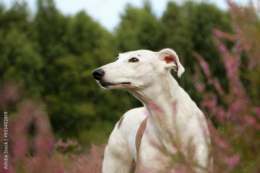 pretty galgo stands in a heath field and looks up pretty galgo stands in a heath field and looks up