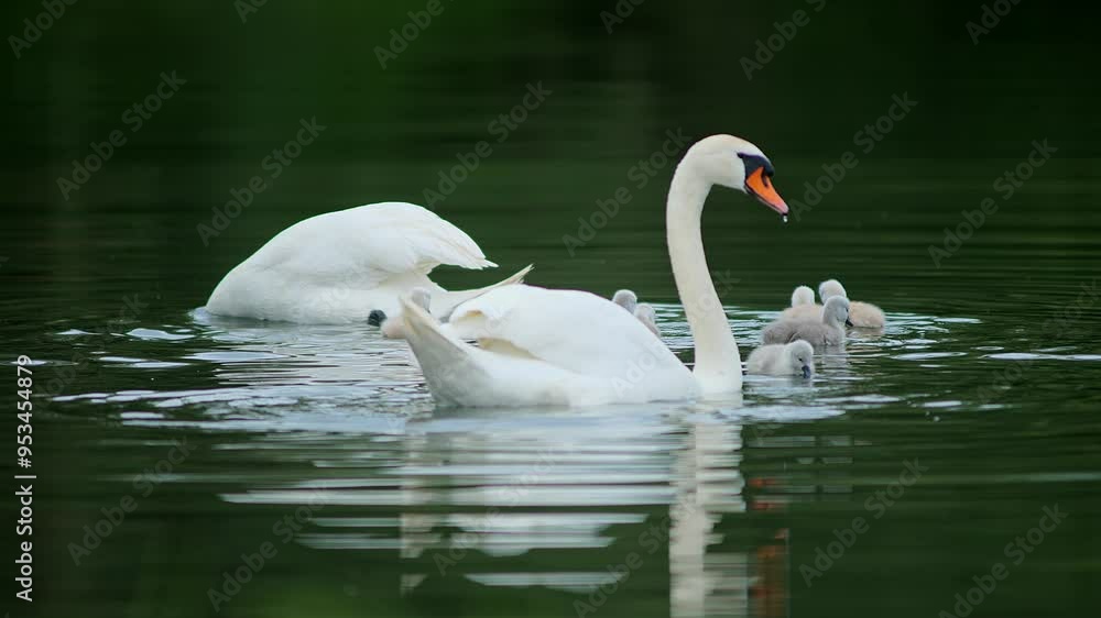 a beautiful Swan (Cygnus olor) family with young fluffy chicks swims on a lake on a sunny summer morning in Magdeburg - Saxony-Anhalt - Germany - Europe a beautiful Swan (Cygnus olor) family with young fluffy chicks swims on a lake on a sunny summer morning in Magdeburg - Saxony-Anhalt - Germany - Europe