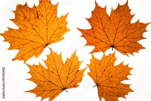 Composition see from above with four dry leaves fallen in autumn on a white background with the light passing through it concept of falling leaves in autumn.