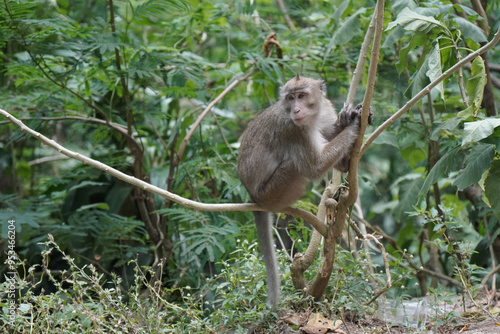 Sticker monkey in the green forest