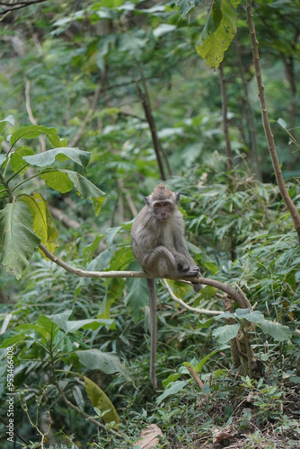 monkey in the green forest