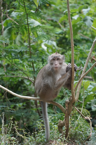 Photography monkey in the green forest