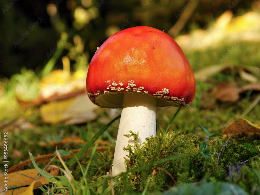 Toadstool red autumn beautiful mushroom Toadstool red autumn beautiful mushroom