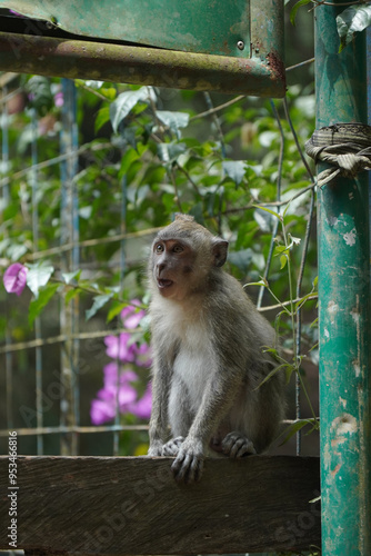 monkey in the green forest