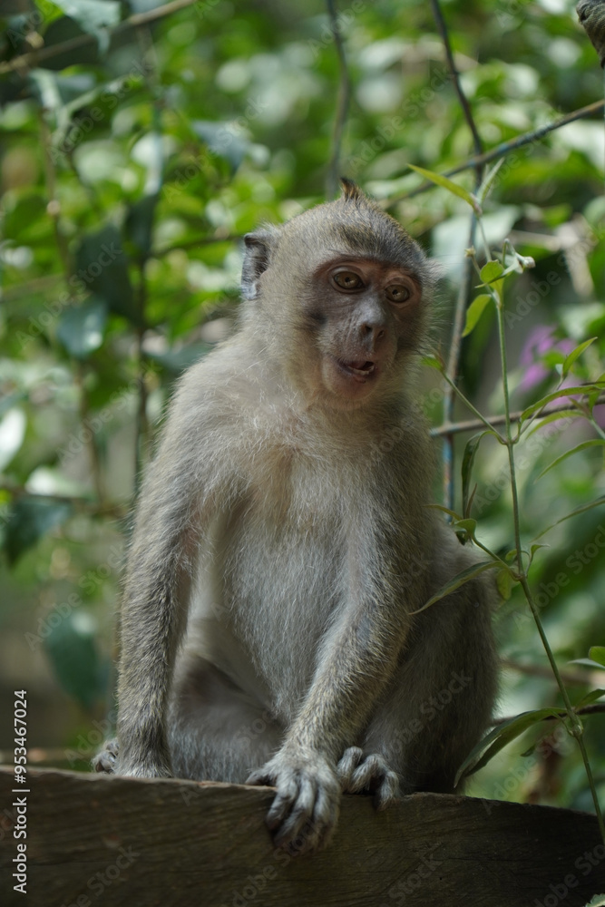 monkey in the green forest monkey in the green forest
