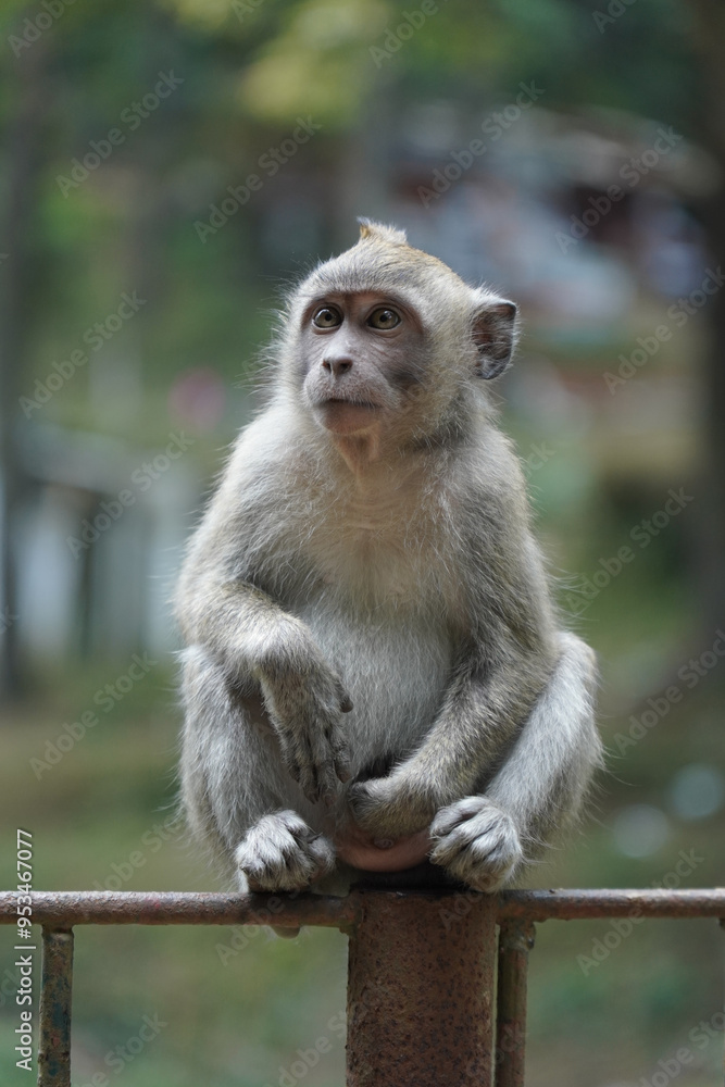 Obraz premium monkey in the green forest