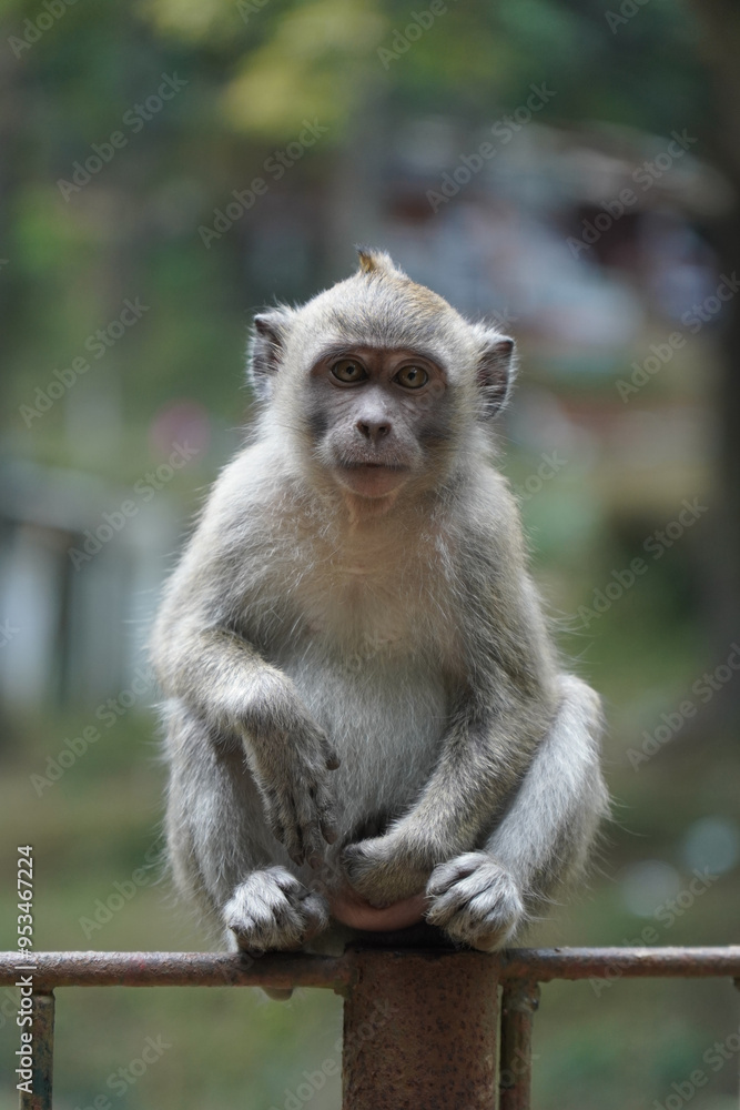 Naklejka premium monkey in the green forest