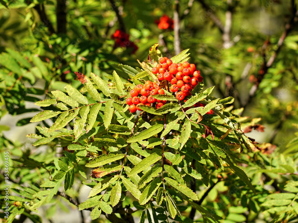 Rowan red fruits autumn flower Rowan red fruits autumn flower