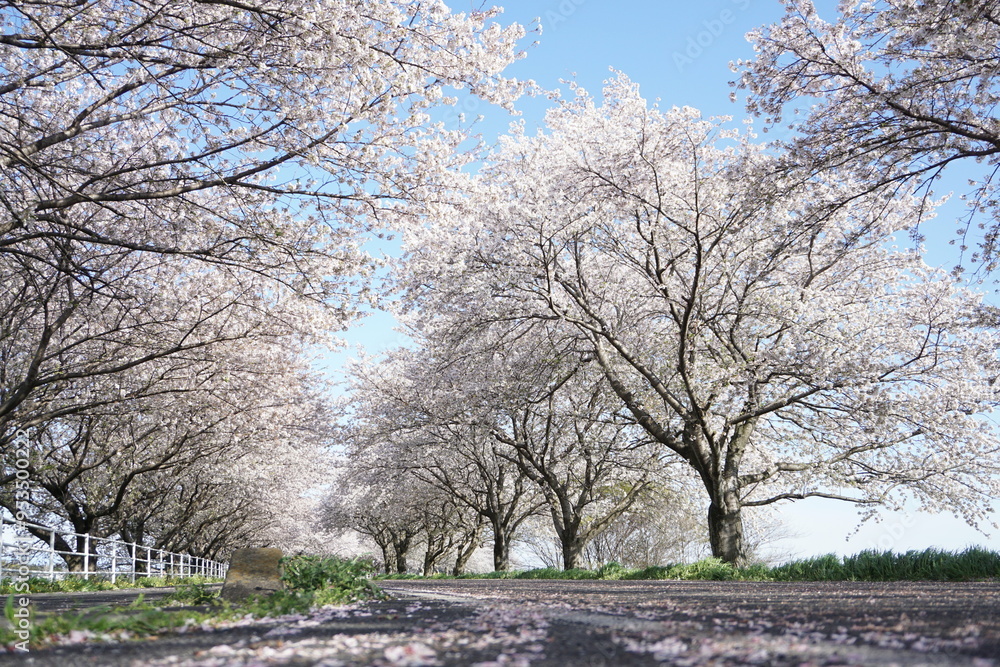 Ground shot of blue sky and cherry trees along the road in spring in Japan Ground shot of blue sky and cherry trees along the road in spring in Japan