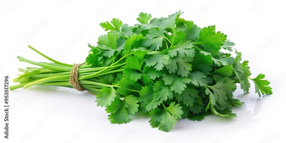 Fresh green coriander leaves on white background, coriander, herb, spice, fresh, green, ingredient, aromatic, culinary, cooking Fresh green coriander leaves on white background, coriander, herb, spice, fresh, green, ingredient, aromatic, culinary, cooking