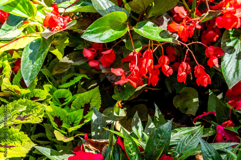 Obraz premium Begonia x semperflorens-cultorum pertenece a la familia Begoniaceae.