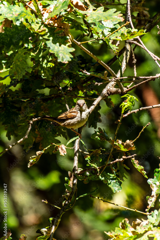 Pájaro en un parque de San Sebastián, España. Pájaro en un parque de San Sebastián, España.
