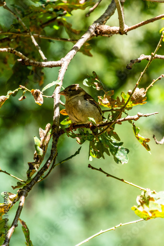 Pájaro en un parque de San Sebastián, España. photo