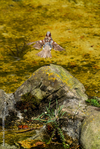 Pájaro en un parque de San Sebastián, España. photo