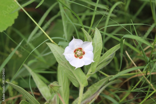 Trichodesma Indicum,Indian Borage or Adhapushpi photo