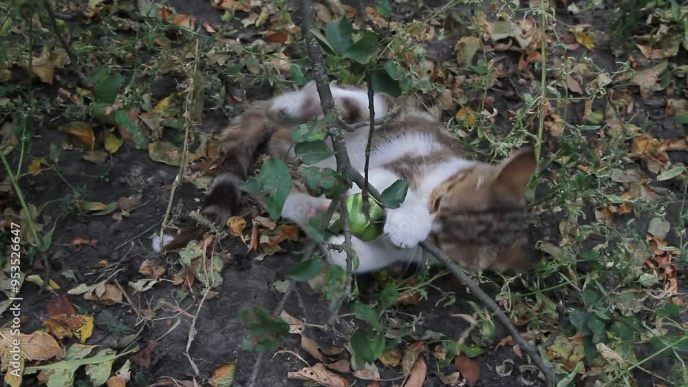 Young cat in the garden playing with an apple. A kitten bites an apple. Young cat in the garden playing with an apple. A kitten bites an apple.