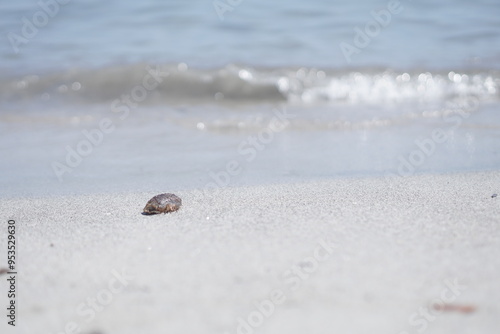 hermit crab on beach
