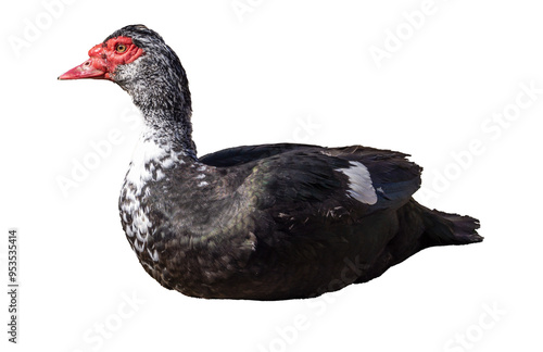 Black and white duck with a red beak png. A duck with a red beak is standing sideways on a transparent background