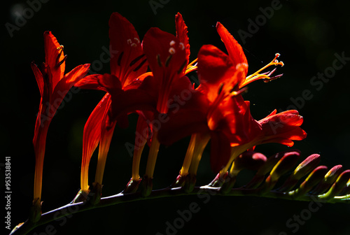 Red flowers like dancing ballerinas glisten in the sunlight close up photo