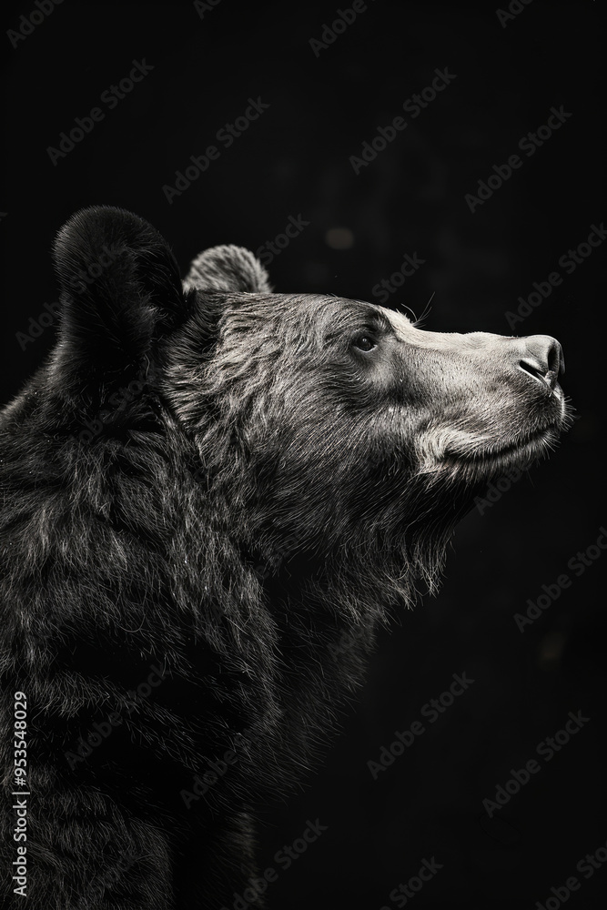 portrait studio photograph of brown bear black and white portrait studio photograph of brown bear black and white