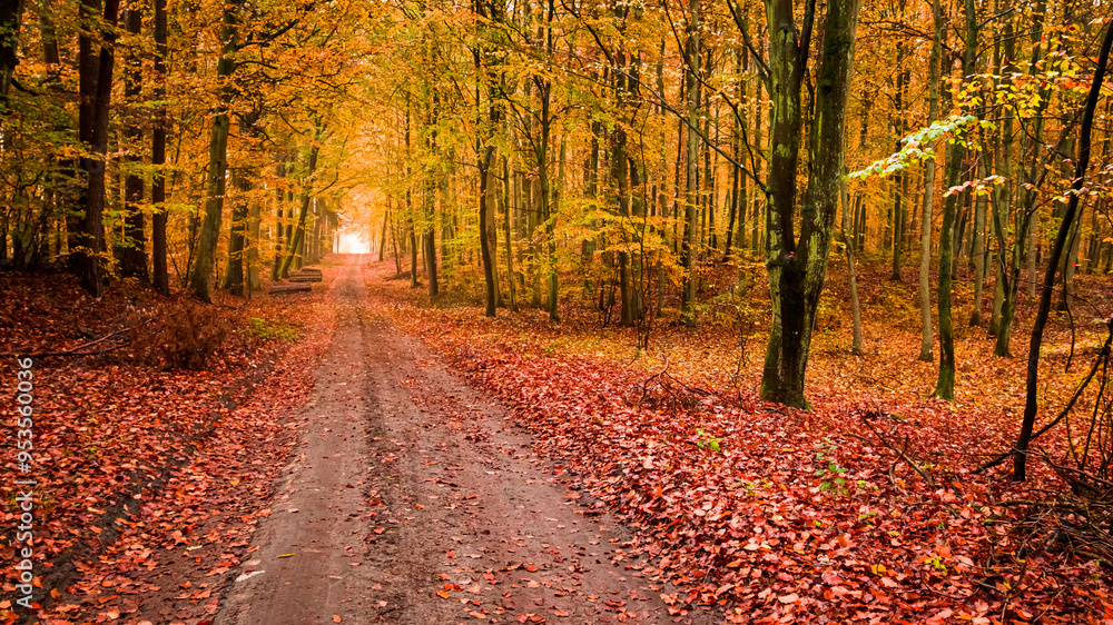 Leafy footpath at autumn in forest in Poland Leafy footpath at autumn in forest in Poland