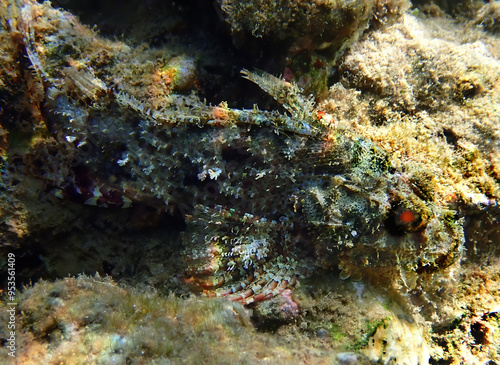 Tasseled scorpion-fish (Scorpaenopsis oxycephala) inhabits coral reefs of the...