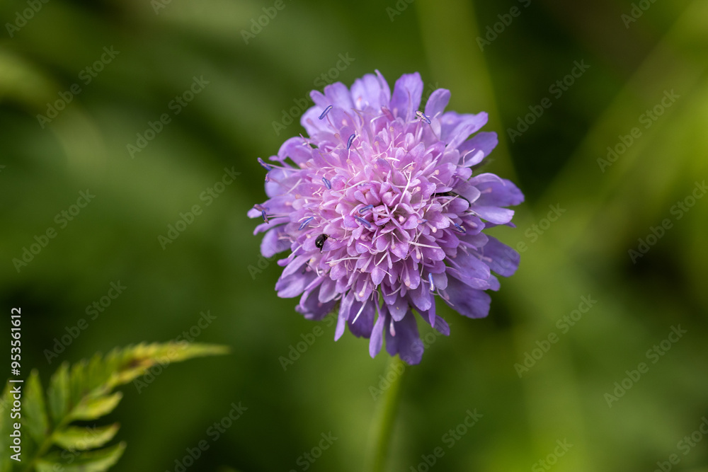 Blüte einer Acker - Witwenblume, Makroaufnahme Blüte einer Acker - Witwenblume, Makroaufnahme