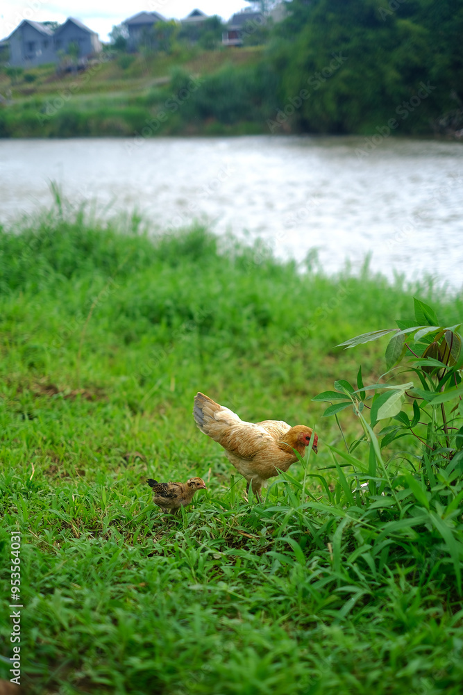 Mother chicken with a chick looking for food in the grass with an out-of-focus river in the background Mother chicken with a chick looking for food in the grass with an out-of-focus river in the background