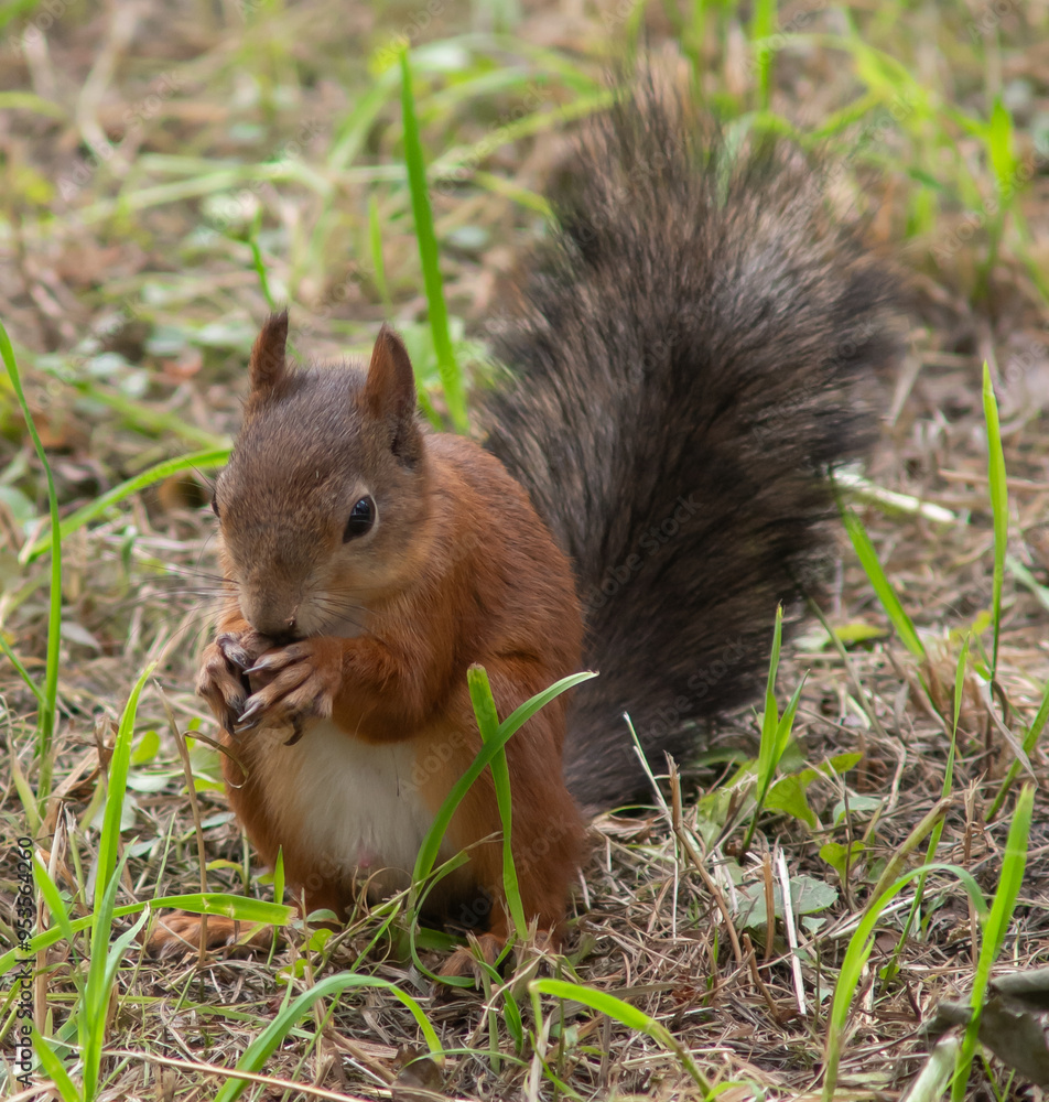 Close-up. A squirrel in the park eats nuts from people's hands Close-up. A squirrel in the park eats nuts from people's hands
