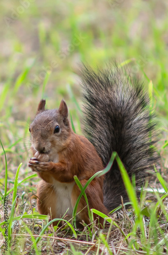 Close-up. A squirrel in the park eats nuts from people's hands
