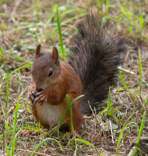 Close-up. A squirrel in the park eats nuts from people's hands