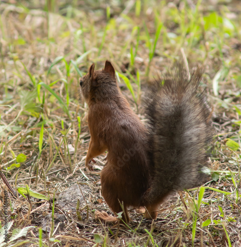 Close-up. A squirrel in the park eats nuts from people's hands