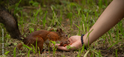 Close-up. A squirrel in the park eats nuts from people's hands