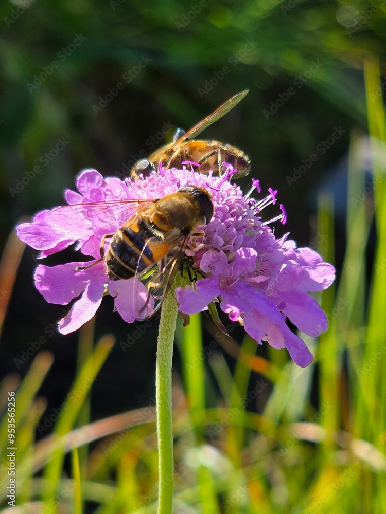 Bee Bee