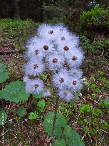 Dandelion