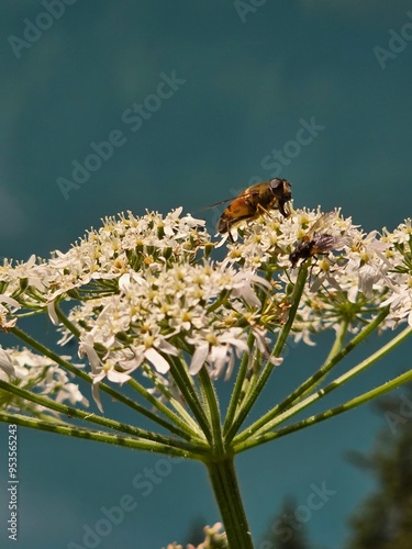 Bee