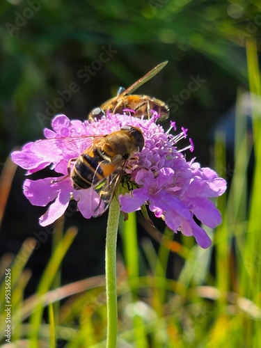 Bee