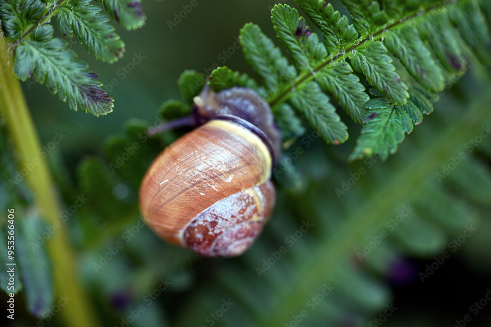 snail on a leaf, nacka,sweden,sverige,stockholm,Mats,summer snail on a leaf, nacka,sweden,sverige,stockholm,Mats,summer