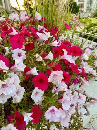 pink and white flowers