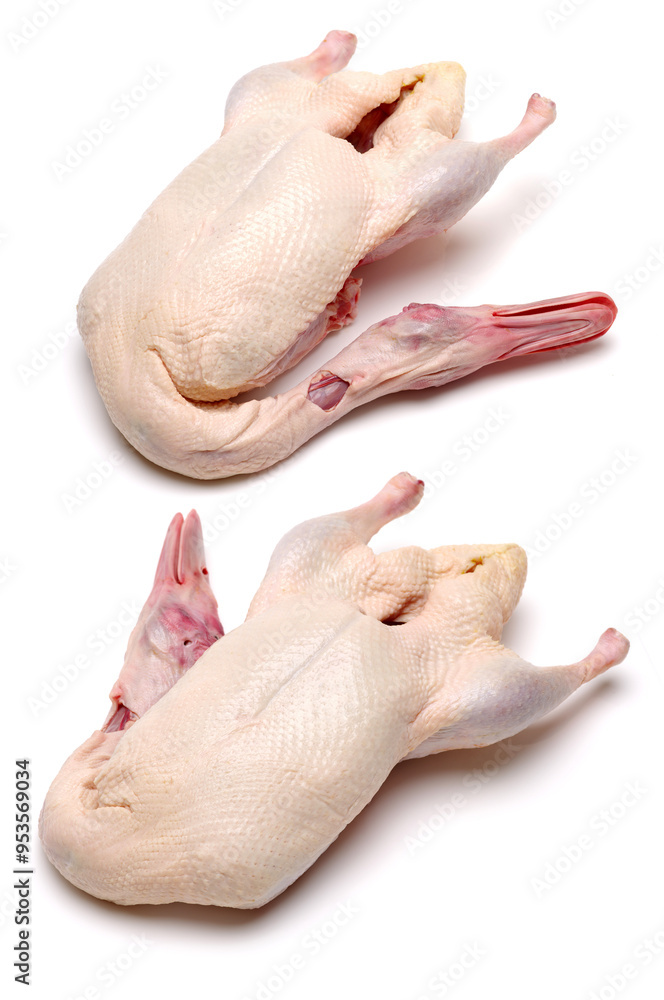 Raw chicken, duck isolated on white background Raw chicken, duck isolated on white background