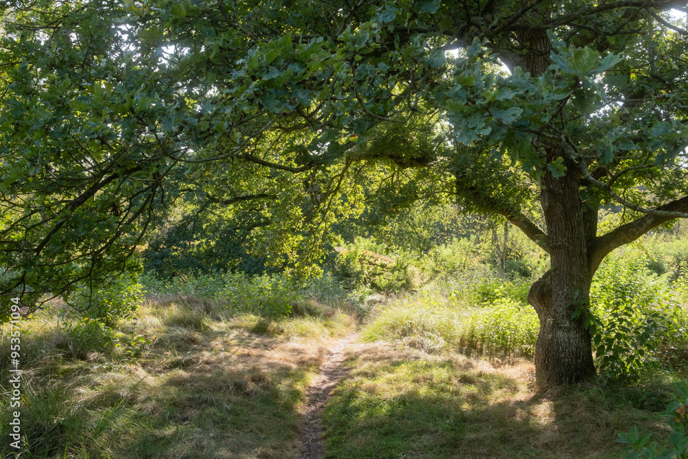 Schattenspendender Eichenbaum im Spätsommer Schattenspendender Eichenbaum im Spätsommer